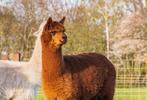 AO Indy- bruine Alpaca ruin, Dieren en Toebehoren, Mannelijk