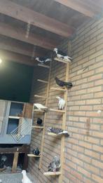 Duiven, Dieren en Toebehoren, Vogels | Duiven, Meerdere dieren, Overige soorten