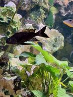 Groepje opthalmotilapia boops kashia 3/4, Dieren en Toebehoren, Vissen | Aquariumvissen, Vis, Zoetwatervis