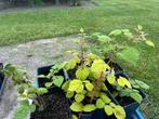 Japanse wijnbes, Ophalen, Volle zon, Vaste plant, Zomer