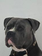 Dekreu Pitbull Mix Bully XL, CDV (hondenziekte), Reu, 1 tot 2 jaar, Eén hond