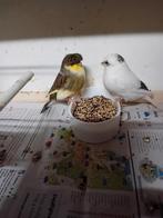 Glosters te koop mannetje en pop, Meerdere dieren, Kleurkanarie