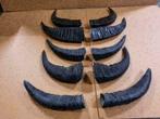 10 stuks Echte Buffel Hoorns /gewei/hoorn/waterbuffel, Ophalen of Verzenden