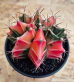 Cactus Gymnocalycium Mihanovichii p8 (3), Huis en Inrichting, Kamerplanten, Ophalen of Verzenden, Cactus, Volle zon, Minder dan 100 cm