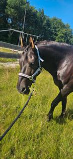 Bijrijder/verzorger gezocht, Diensten en Vakmensen, Dieren | Paarden | Verzorging, Oppas en Les, Ruiter of Bijrijder