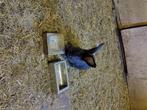 Vlaamse reuzen, Dieren en Toebehoren, Meerdere dieren, Groot, 0 tot 2 jaar