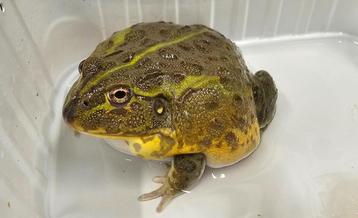 Bullfrogs / Pixycephalus adsperus beschikbaar voor biedingen