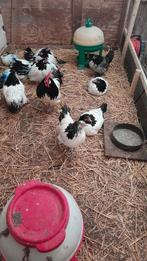 Sierkip kip Lakenvelder, Dieren en Toebehoren, Vrouwelijk, Kip