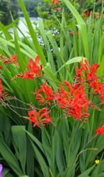 Luciferplant Crocosmia rood tuinplant, Tuin en Terras, Ophalen, Zomer, Volle zon