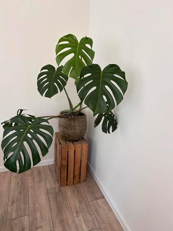 Grote monstera in stenen pot beschikbaar voor biedingen
