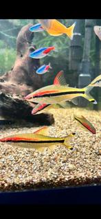 17 aquarium vissen tropische vissen, Dieren en Toebehoren, Vissen | Aquariumvissen, Vis