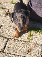 jackrussel merle reutjes, Dieren en Toebehoren, Honden | Jack Russells en Terriërs, Jack Russell Terriër, Reu, 8 tot 15 weken