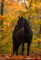 Super lieve familie pony!, Ruin, 3 tot 6 jaar, Recreatiepony, D pony (1.37m tot 1.48m)