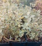 Nepeta Faassenii, Volle zon, Vaste plant, Lente, Ophalen