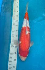 Ginrin kohaku, Dieren en Toebehoren, Karper of Koi