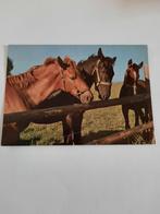 paard paarden kaart Poppverlag, Ophalen, 1980 tot heden, Ongelopen, Paard