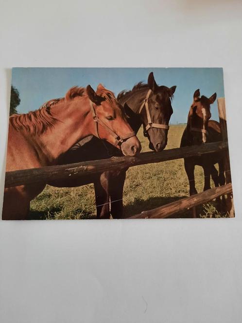paard paarden kaart Poppverlag, Verzamelen, Ansichtkaarten | Dieren, Ongelopen, 1980 tot heden, Paard, Ophalen