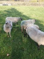 Drachtige schapen interesse ophalen mogelijk schaap, Dieren en Toebehoren, Schapen, Geiten en Varkens, Vrouwelijk, Schaap