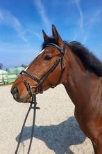 Te koop: Mooie, brave 5-jarige merrie!, Dieren en Toebehoren, Paarden, Minder dan 160 cm, 3 tot 6 jaar, Recreatiepaard, Merrie