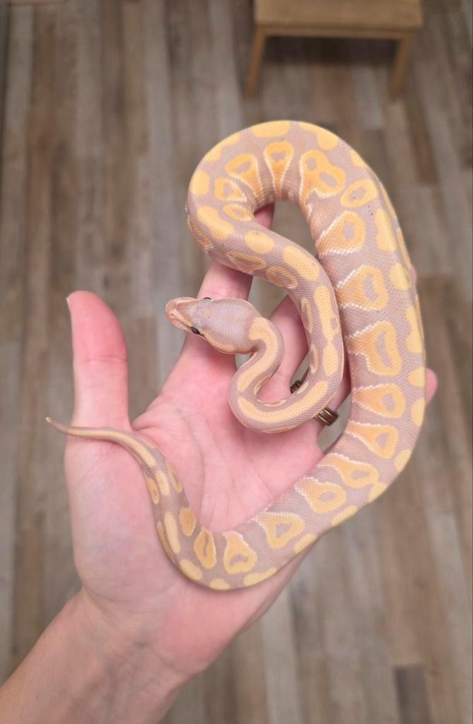 Banana Phantom Yellowbelly vrouwtje Python regius
