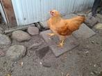 Gratis lieve hanen - 6x Wyandotte & Vorwerk MOETEN WEG, Dieren en Toebehoren, Pluimvee, Mannelijk, Kip