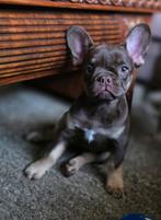 🥰 unieke isabella tan pied franse bulldog DEKREU Lorenzo 🥰, Dieren en Toebehoren, Particulier, Rabiës (hondsdolheid), Reu, 1 tot 2 jaar