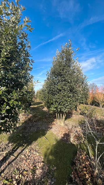 Steeneik | Meerstammige Quercus ilex bomen in diverse maten beschikbaar voor biedingen