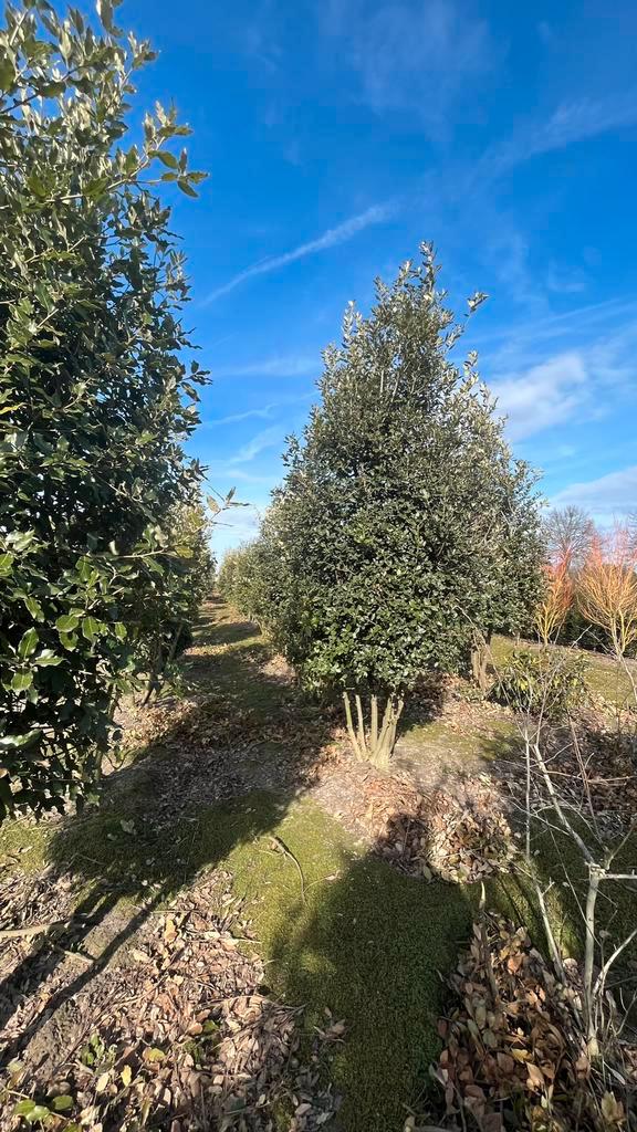 Steeneik | Meerstammige Quercus ilex bomen in diverse maten, Tuin en Terras, Planten | Bomen, Overige soorten, Volle zon, Ophalen of Verzenden