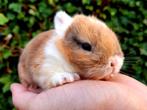 ❤De kleinste mini dwerg konijnen!Dwergkonijntjes dwergkonijn, Dieren en Toebehoren, Meerdere dieren, Dwerg, 0 tot 2 jaar, Hangoor