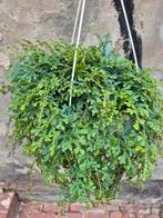 Selaginella uncinata Peacock XXL hangpot 20 cm, Huis en Inrichting, Ophalen of Verzenden, Overige soorten, Minder dan 100 cm