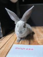 Prachtig veelzijdig nestje duitse reuzen, Meerdere dieren, Groot, 0 tot 2 jaar
