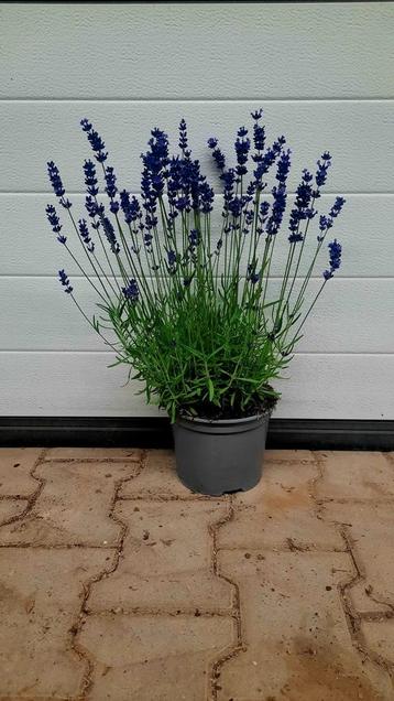 Lavendel Lavandula angustifolia 'Hidcote' 🪻 beschikbaar voor biedingen
