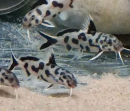 Synodontis poli white Zambia 3cm Tanganyika Cichliden, Dieren en Toebehoren, Vissen | Aquariumvissen, Vis