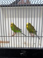 grasparkieten, Meerdere dieren