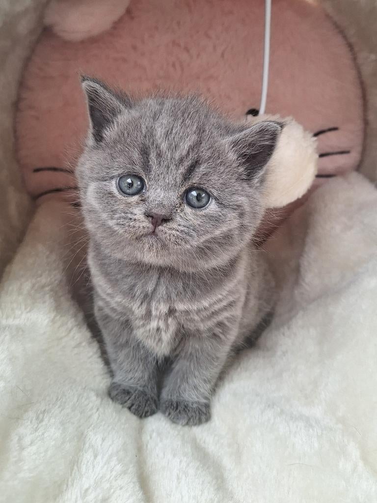 Knappe fluffy Britse korthaar kittens, Dieren en Toebehoren, Meerdere dieren, Gechipt, 0 tot 2 jaar