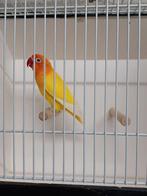 Mooie Fischeri Man (Opaline), Mannelijk, Dwergpapegaai of Agapornis