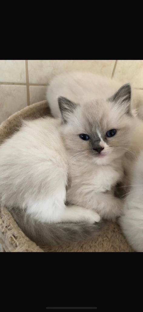 Ragdoll poesje, Dieren en Toebehoren, Katten en Kittens | Raskatten | Langhaar, Poes, Met stamboom, 0 tot 2 jaar