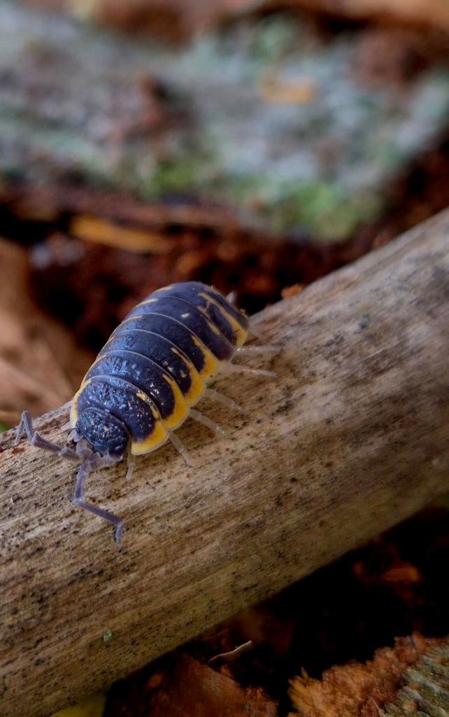 Porcellio ornatus yellow, Dieren en Toebehoren, Insecten en Spinnen