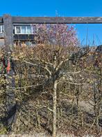 Sierpeer boompjes op lei, Ophalen, Leiboom, Halfschaduw, Lente