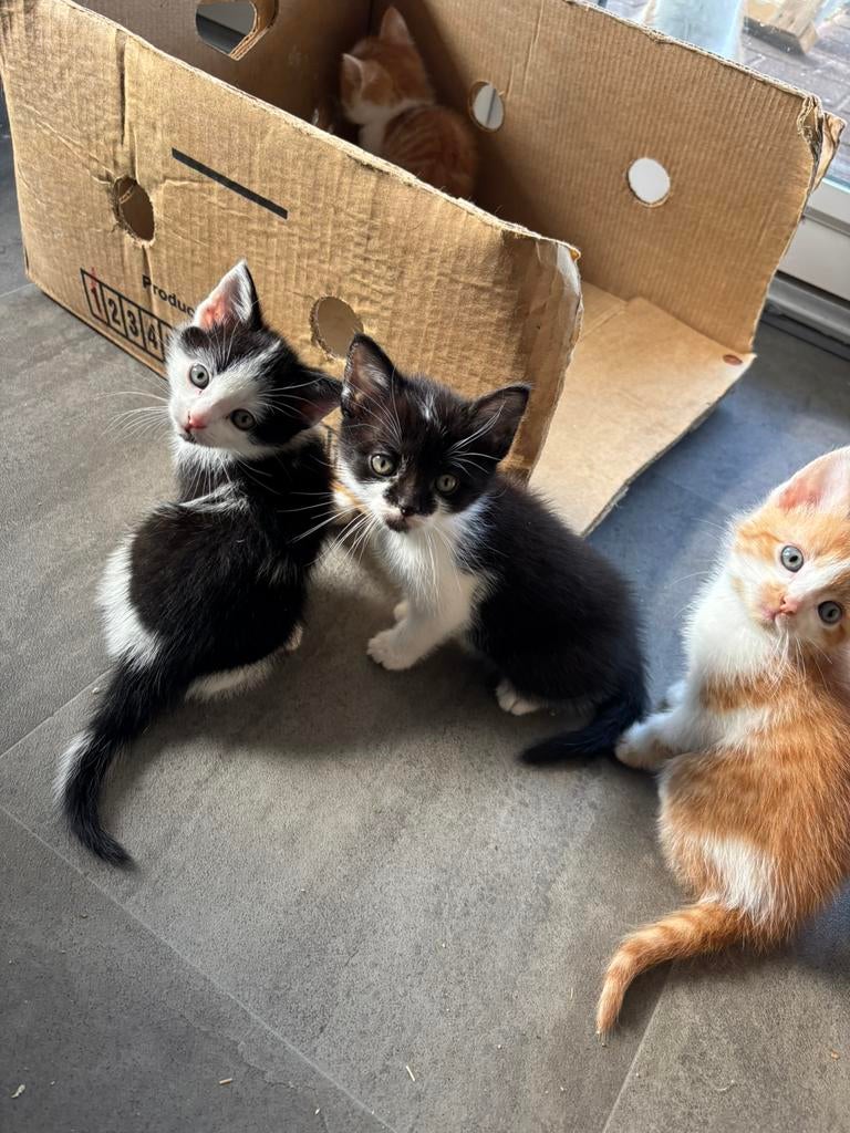 Kitten, Dieren en Toebehoren, Meerdere dieren