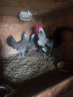 Te koop drentse kriel, Meerdere dieren, Kip