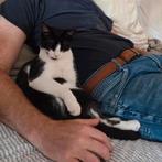 Ter adoptie MISHO ️  ♂️, Kater, Gechipt, 0 tot 2 jaar