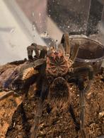 Xenesthis sp.White, Tarantula, Vogelspin, Spin of Schorpioen