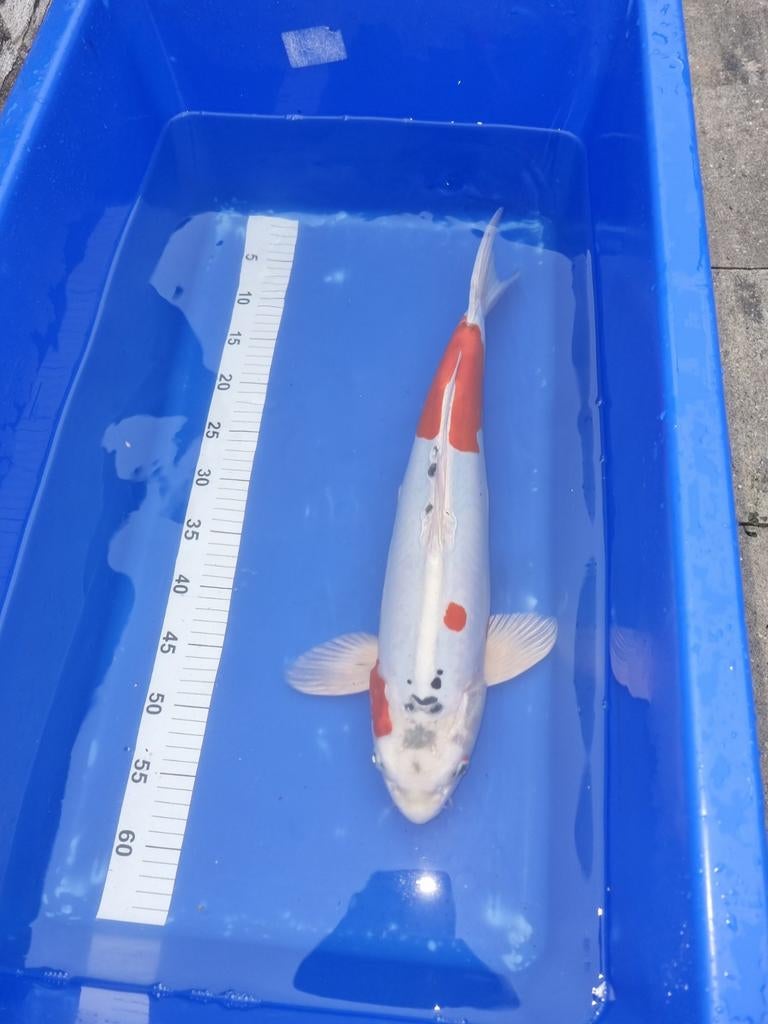 Japanse koi doitsu yamato nishiki 50 cm, Dieren en Toebehoren, Vissen | Vijvervissen, Karper of Koi