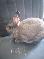 Heel lief jong dwer konijntje compleet met hok enz, Mannelijk, Dwerg, 0 tot 2 jaar