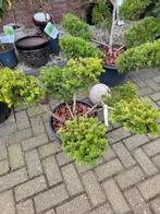 Taxus vormsnoei - Unieke Bonsai-stijl Conifeer, Tuin en Terras, Vaste plant, Bloeit niet, Halfschaduw, Ophalen