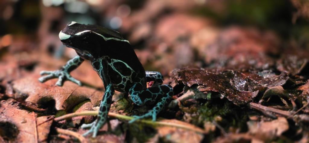 Tinctorius Grijspoot, Dieren en Toebehoren, Reptielen en Amfibieën, 0 tot 2 jaar