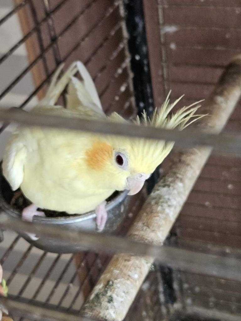 2 parkieten en 1 papegaai, Dieren en Toebehoren, Meerdere dieren, Parkiet
