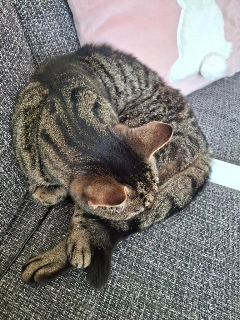 Kater, Dieren en Toebehoren, Kater