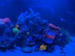 Levende have zeeaquarium, Vis, Zoutwatervis